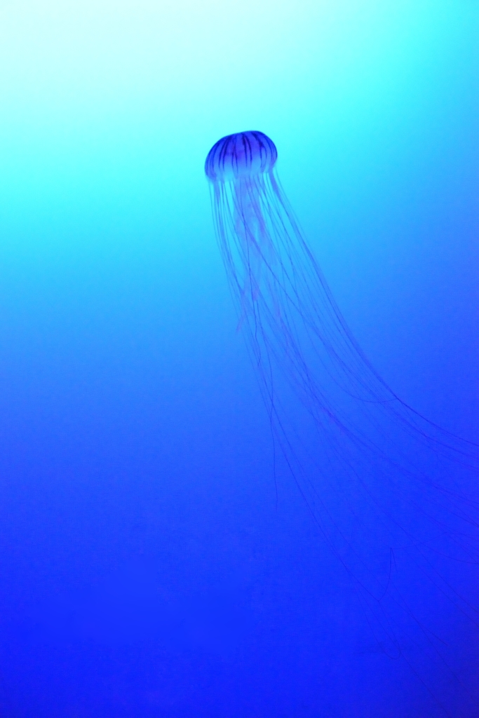 （再）悠久の海に抱かれて