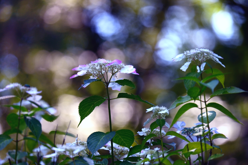 紫陽花陸離Ⅱ