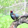 雉も鳴かずば撮られまい