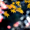 初寒の残り彩Ⅱ