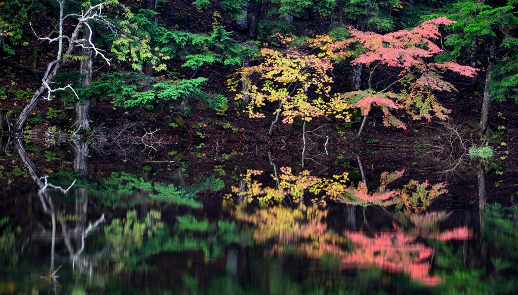 三木三葉（さんもくさんよう）の揃い踏み