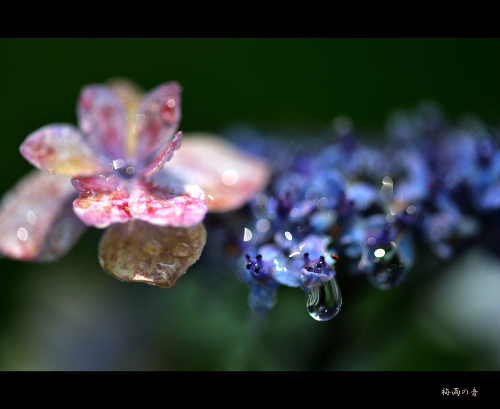 梅雨の音