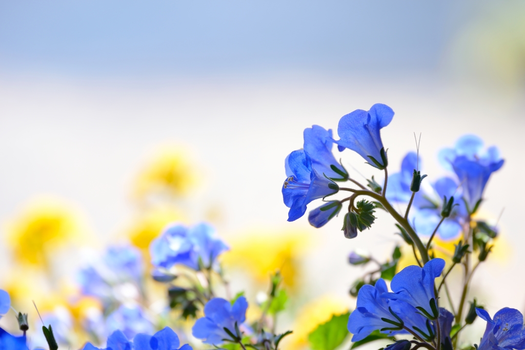 Blue wind chimes
