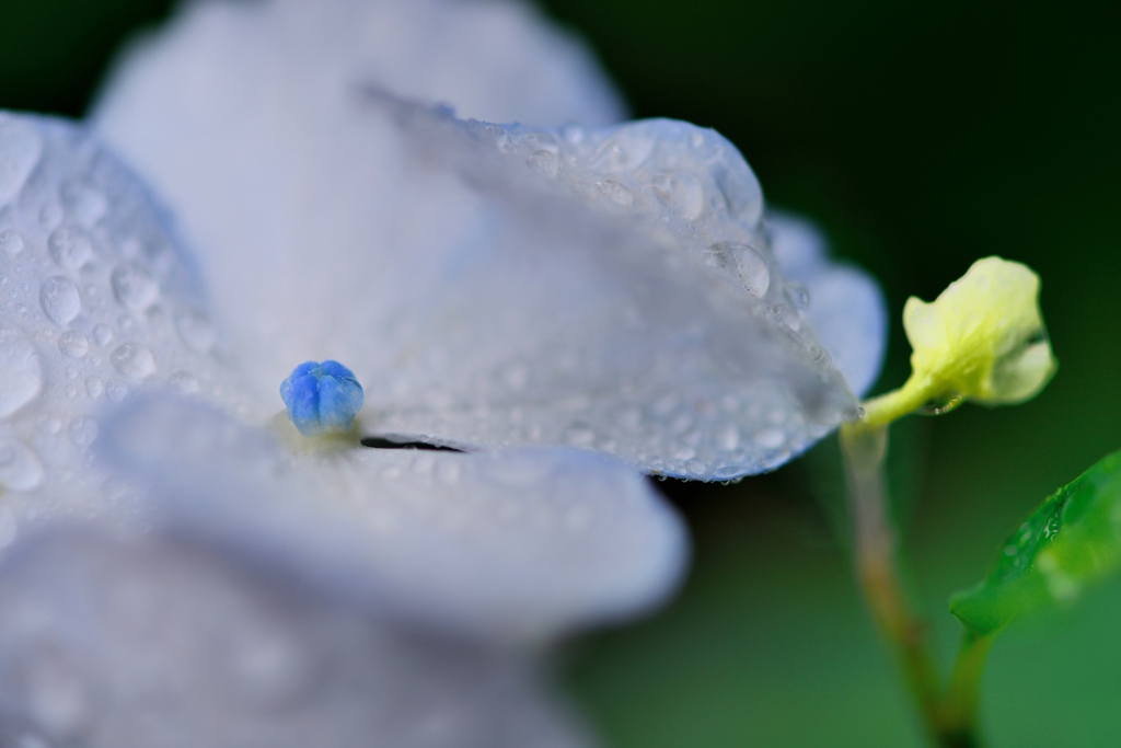 ペールブルーの雨