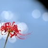天 上 花