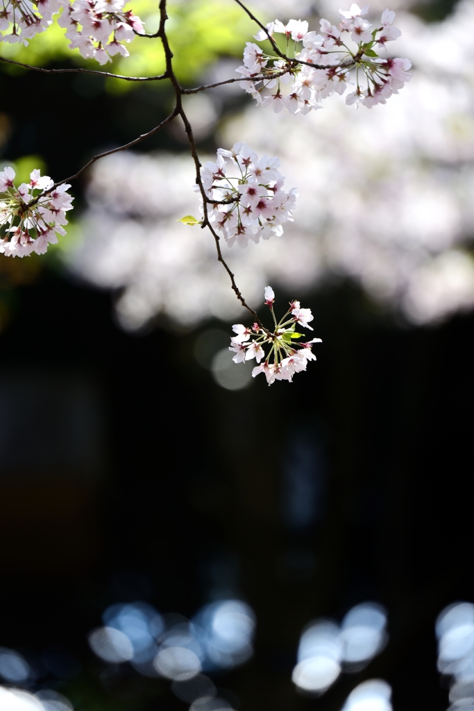 （再）桜雲緑雲咲く