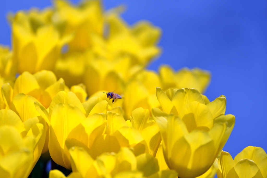 Yellow aerial walk