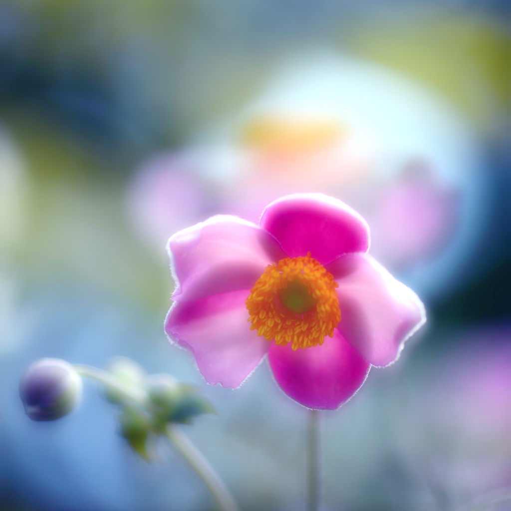 花　影