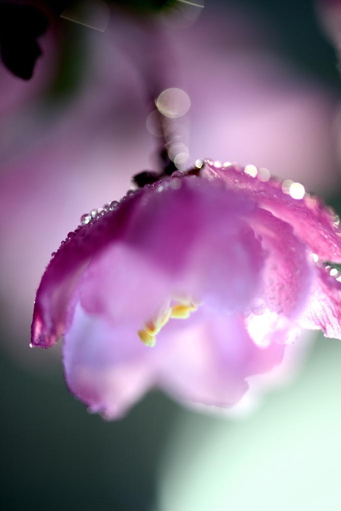 睡　花 （すいか）