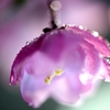 睡　花 （すいか）
