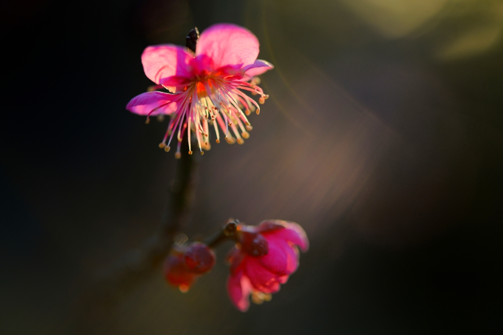 春日光芒