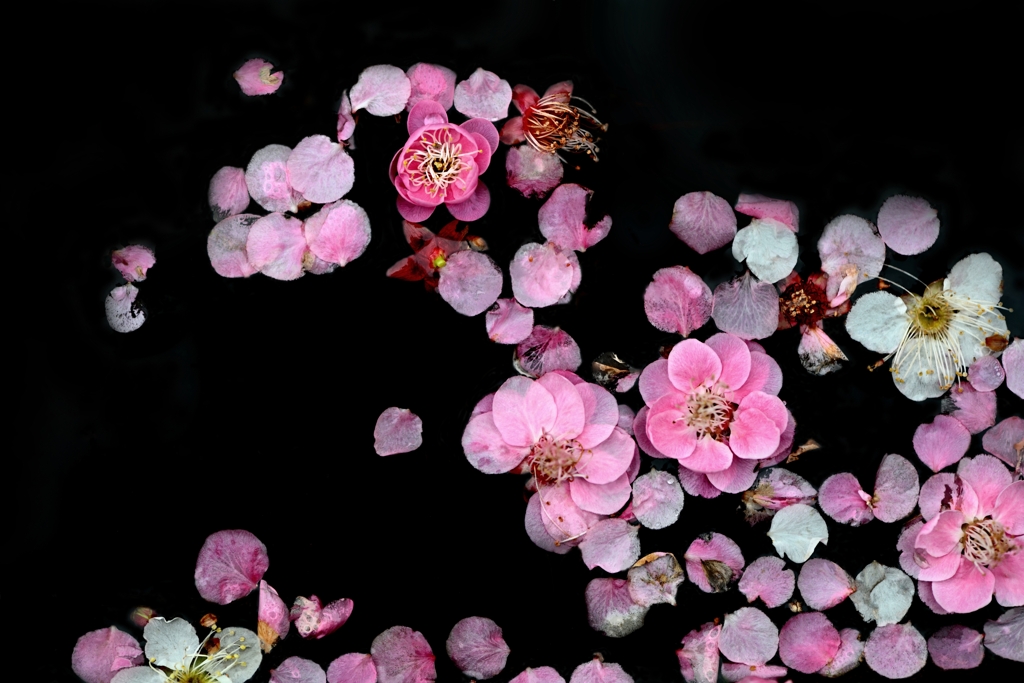 美しや 紅の色なる梅の花～