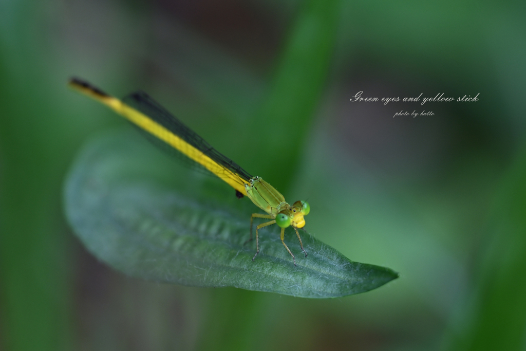 Green eyes and yellow stick