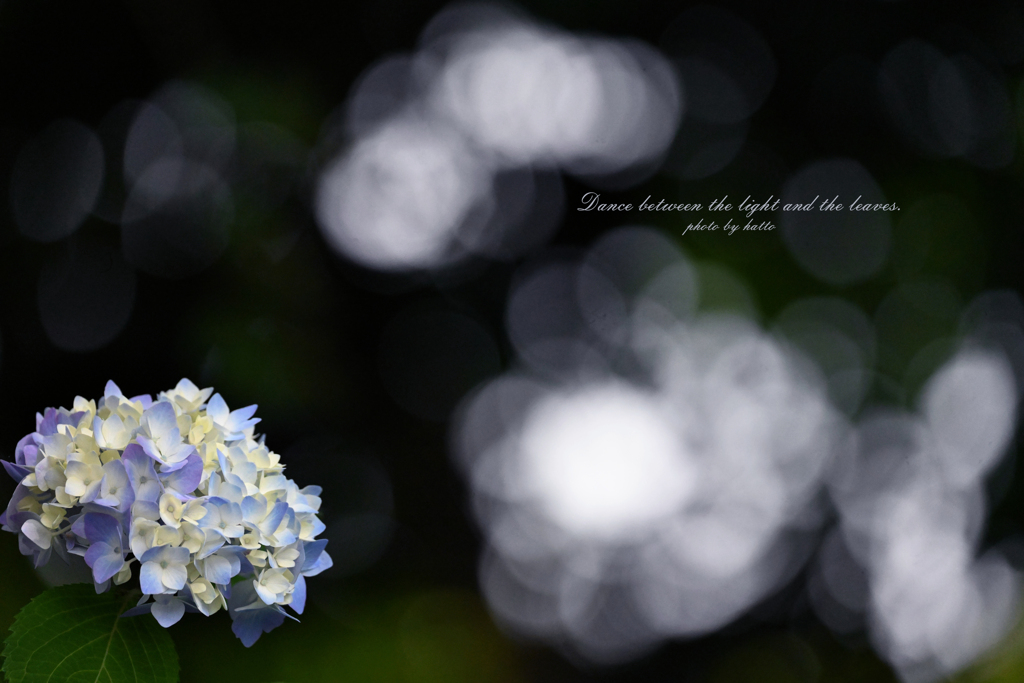 木漏れ日紫陽花