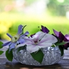 Clematis blooming hill rest