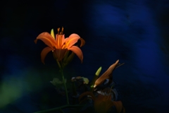 恋忘れ草