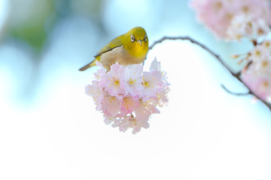 桜雲に乗る
