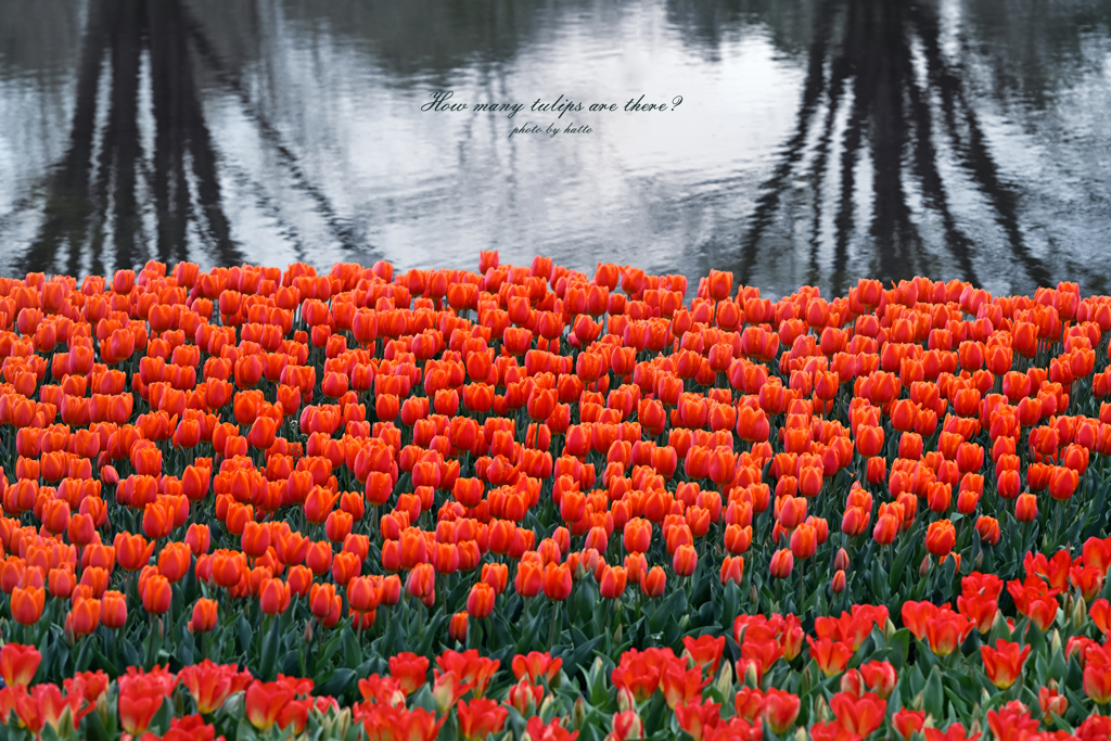 How many tulips are there？
