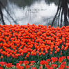 How many tulips are there？