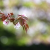 終焉の宴