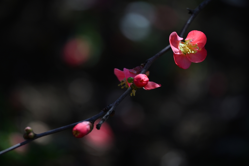 春　慕情