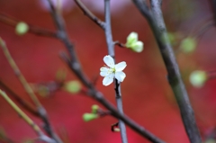 李の花