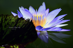 Luminous Water Lily