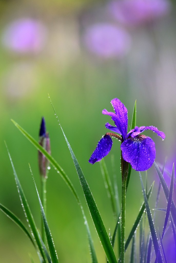 雨晴れⅡ
