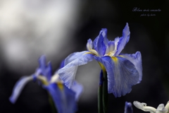 Blue iris ensata