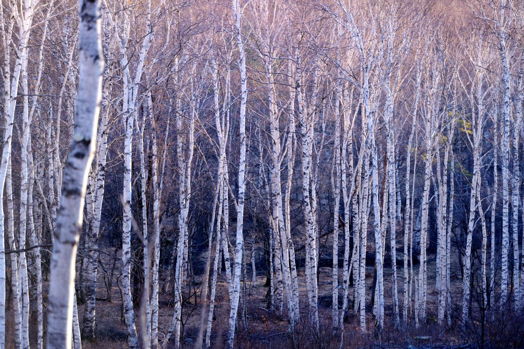 Morgen Rot von Birch