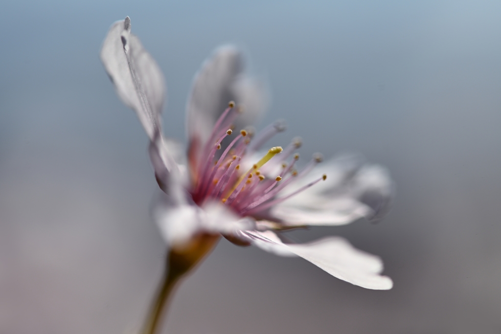 玉縄桜の肖像