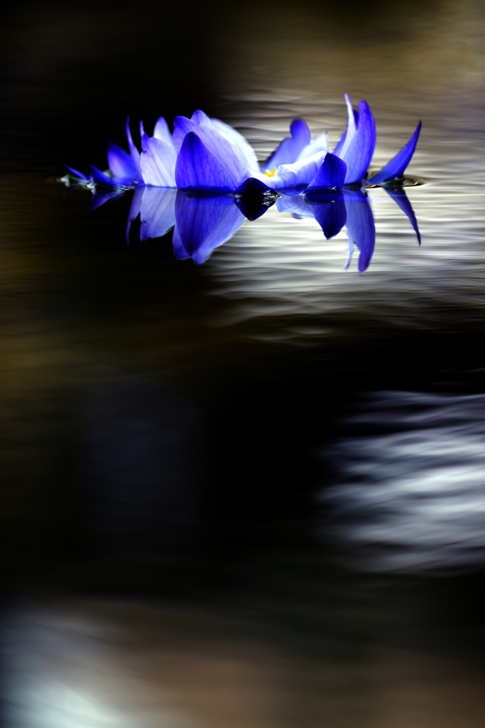 秘すれば花Ⅱ
