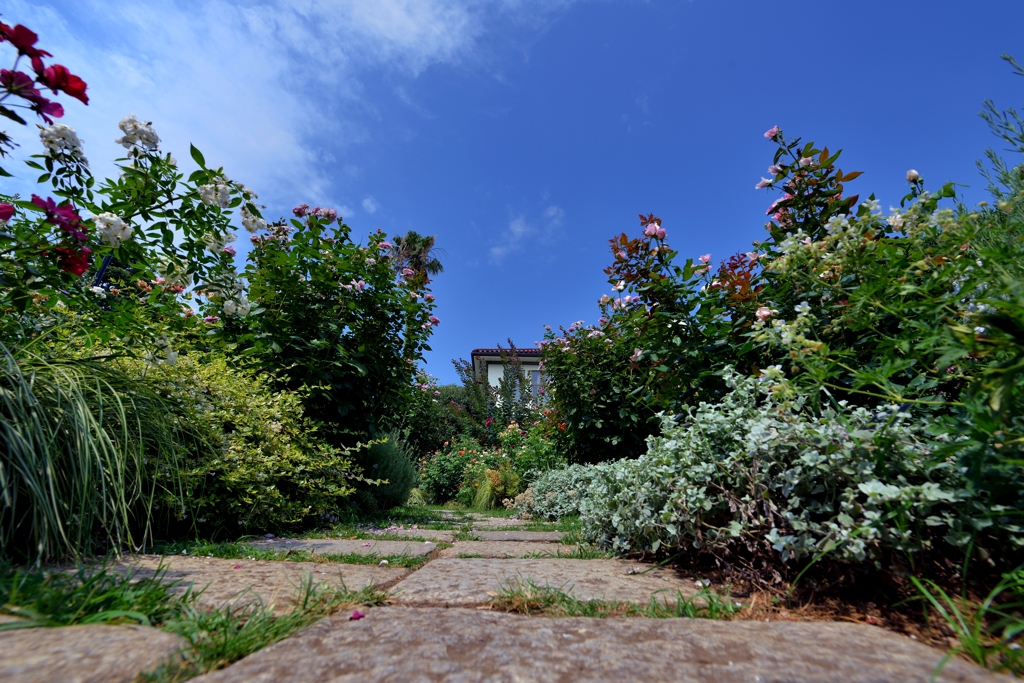 イギリス庭園の盛夏