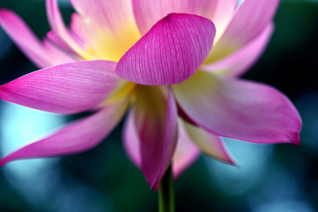 華　奢