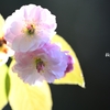桜映え