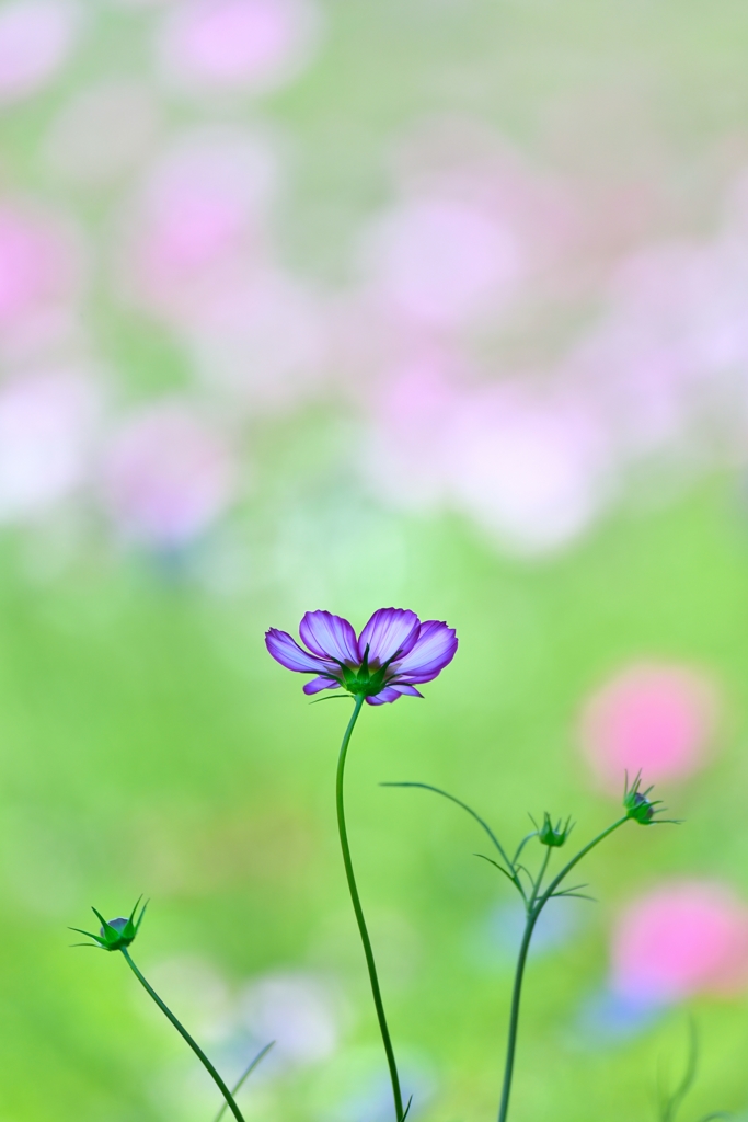爽　秋Ⅲ