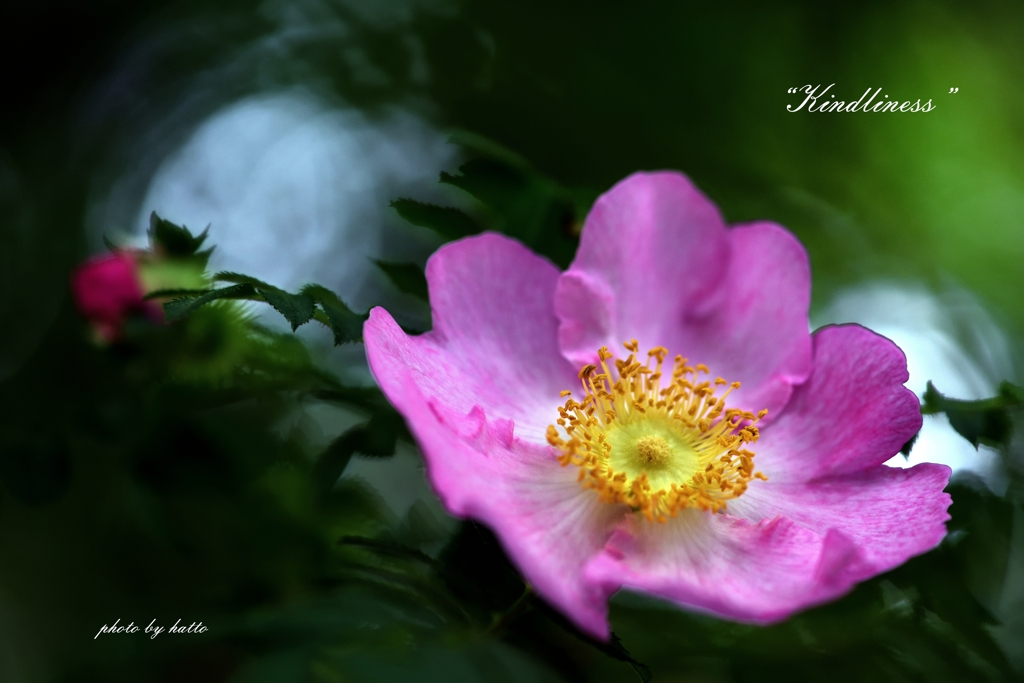 箱根薔薇　温かい心