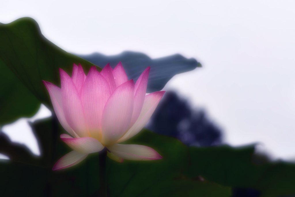 不 語 仙Ⅱ