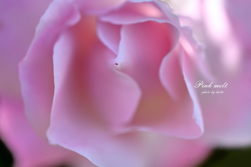 ピンク溶融