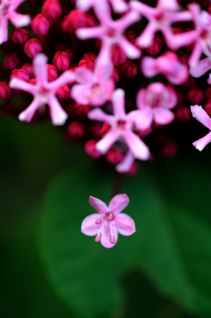 はぐれ花　 牡丹臭木