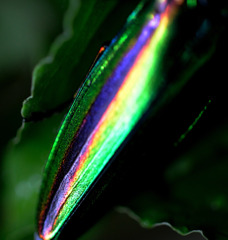 Metallic wood borerⅠ