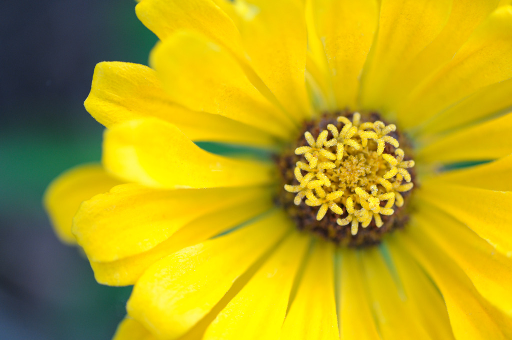 花中の花