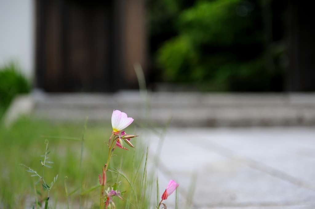 門前　無言に咲く