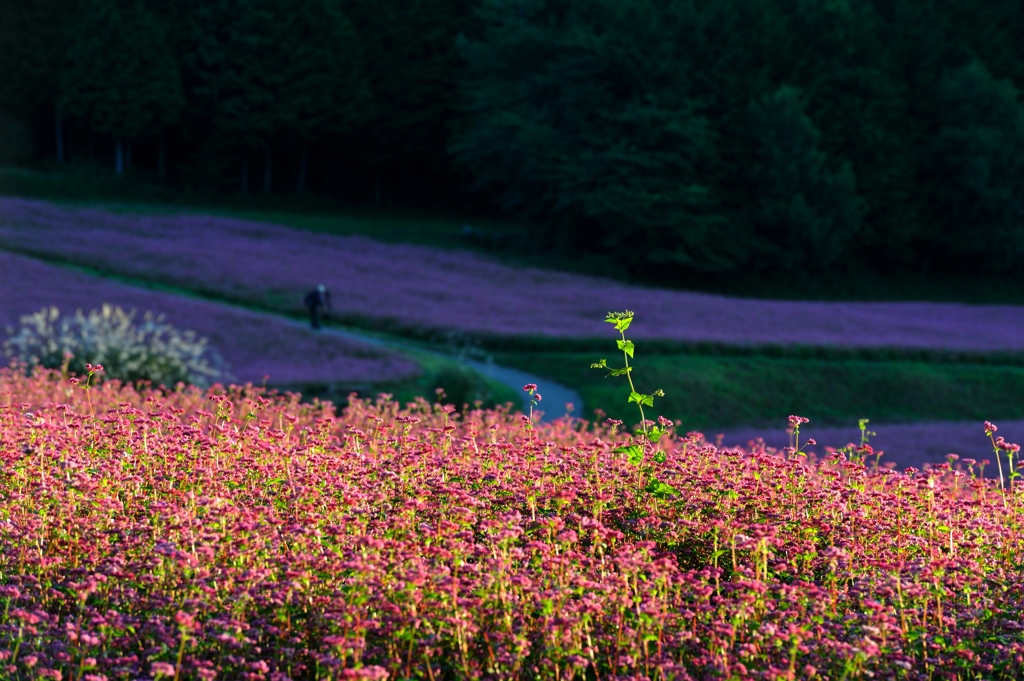 私、高嶺の花よ