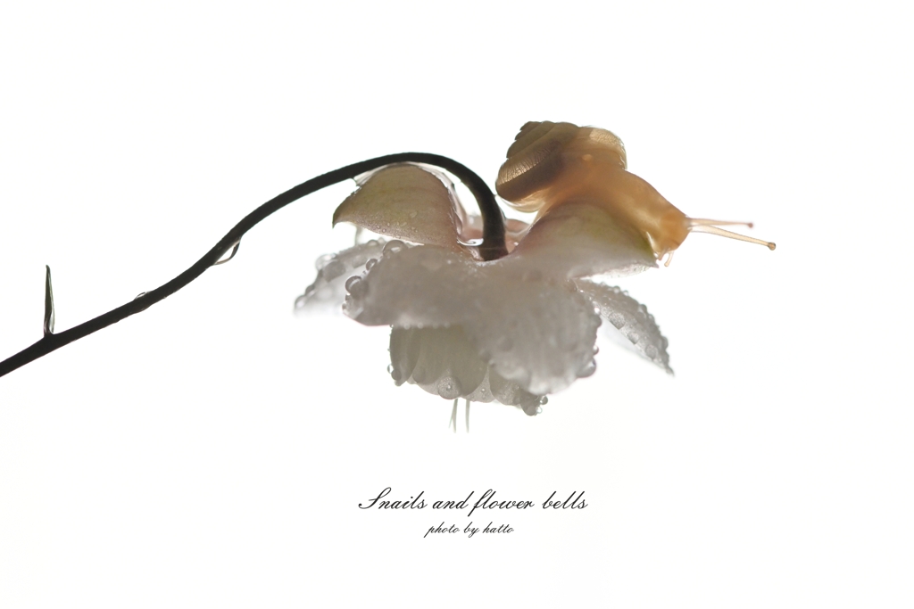 Snails and flower bells