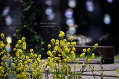 春の休息を楽しみませんか？