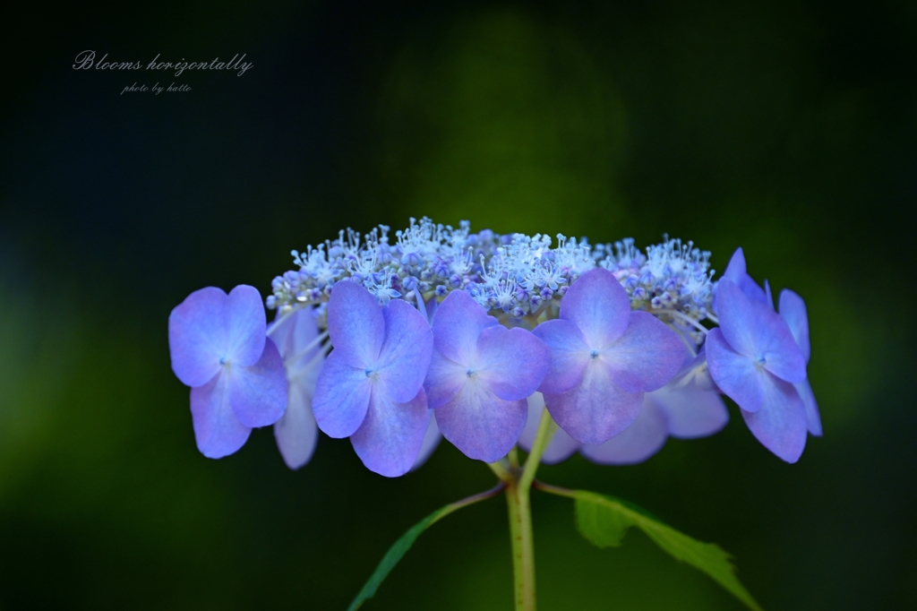 Blooms horizontally