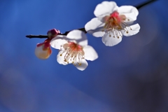 Plum blossoms in blue sky
