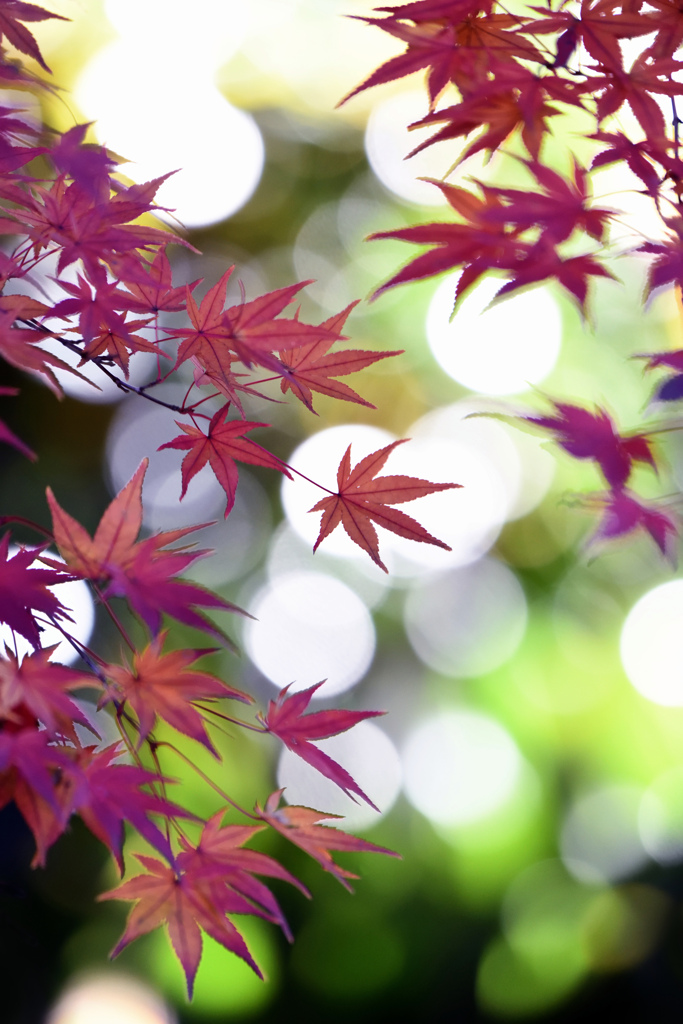 緋 翠 彩