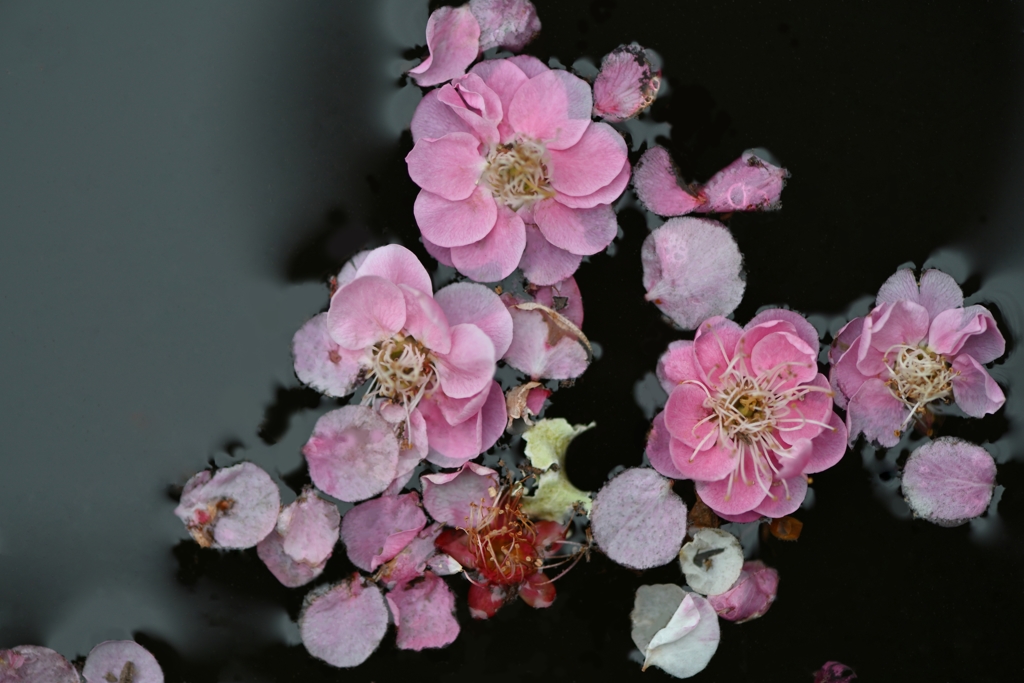落花枝に帰らず